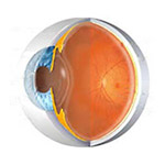 common-anatomy-Northcliff Optometrist