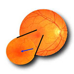 northcliff optometrist-fovea